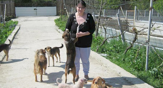 Tirana: Schweizer Tierhilfe rund um die Uhr 9