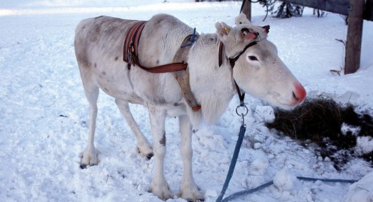 Lappland: So pudert man sich einen «Rudolph» 2