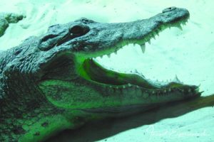 Detail, Krokodil im Aquatis