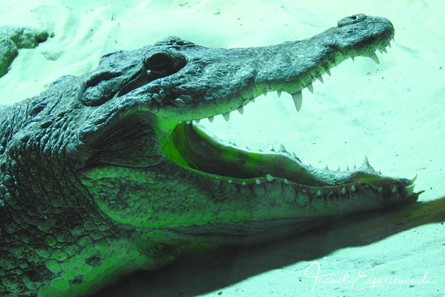 Detail, Krokodil im Aquatis