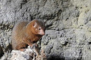 Detail, Manguste im Aquatis