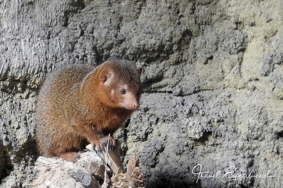 Detail, Manguste im Aquatis