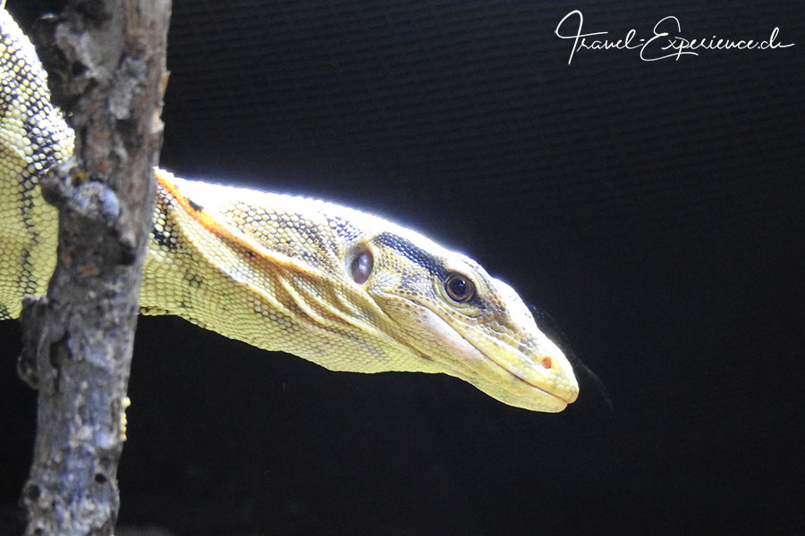 Detail, Bindenwaran im Aquatis