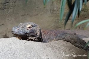 Detail, Komodowaran im Aquatis
