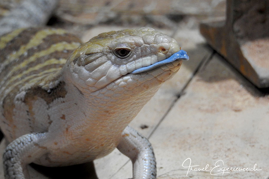 Detail, Blauzungenskink im Aquatis