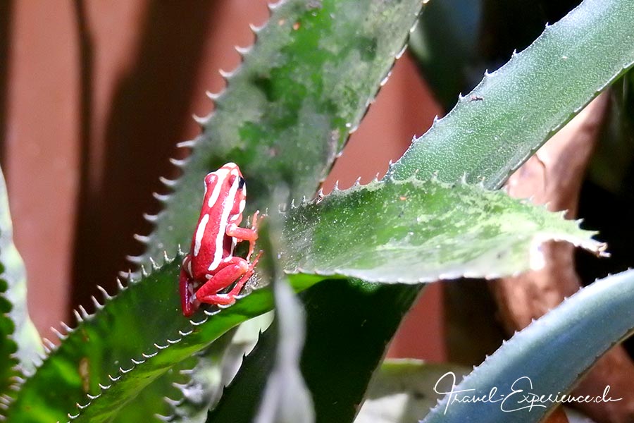 Detail, Pfeilgiftfrosch im Aquatis