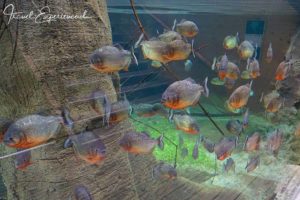 Detail, Piranjas im Aquatis