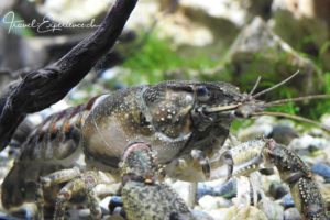 Detail, Flusskrebs im Aquatis