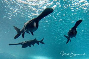 Löffelstöre im Aquatis