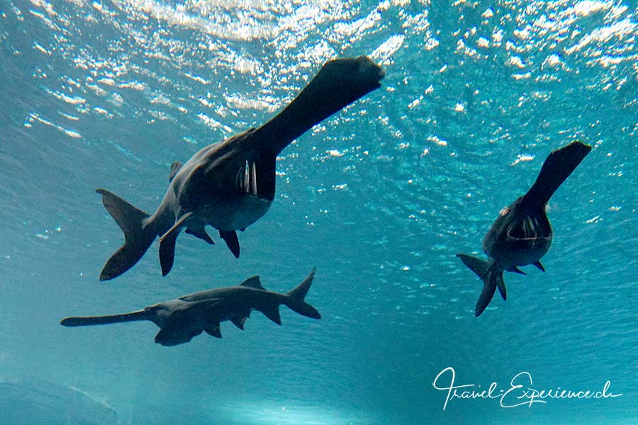 Löffelstöre im Aquatis