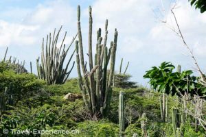 Kakteen im Arikok Nationalpark