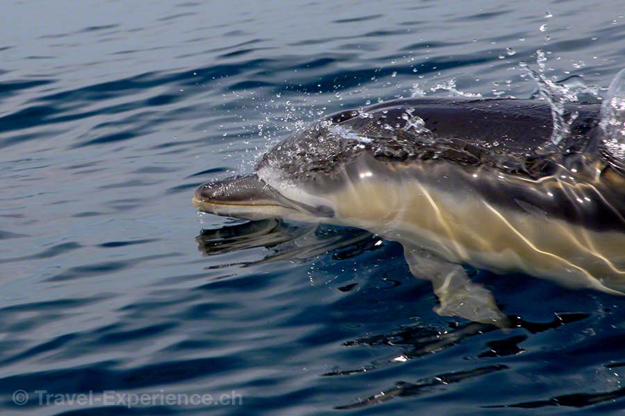 Martinhal Resort, Sagres, Algarve, Portugal, Gemeiner Delfin