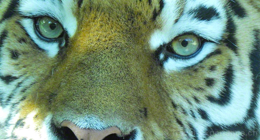 Nikon P900 Kameratest, Zoo Zürich, Tiger