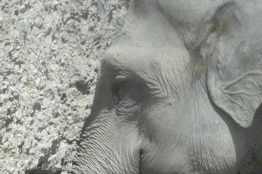 Nikon P900 Kameratest, Zoo Zürich, Elefant