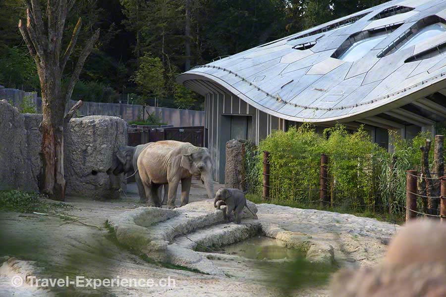 Zürich, Zoo, Elefantenpark
