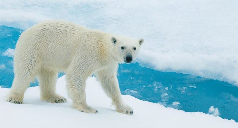 Arktis – Antarktis: die Unterschiede - TravelExperience.ch