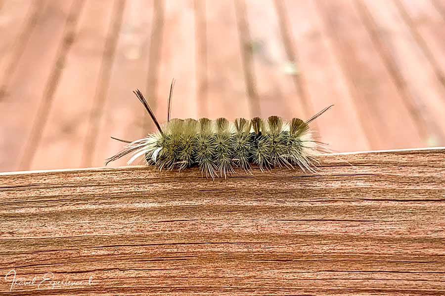 Michigan, Lower Peninsula, Arcadia Dunes