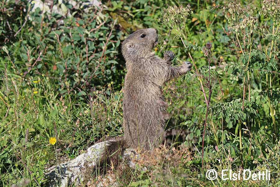 Viamala, Averstal, junges Murmeltier, Foto © Elsi Dettli