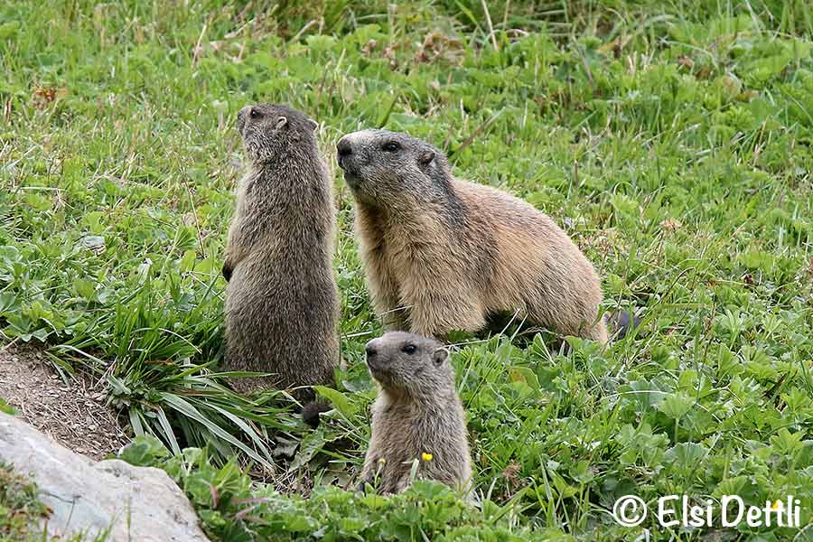 Viamala, Averstal, Murmeltierfamilie, Foto © Elsi Dettli