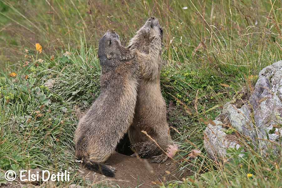 Viamala, Averstal, kämpfende Murmeltiere, Foto © Elsi Dettli
