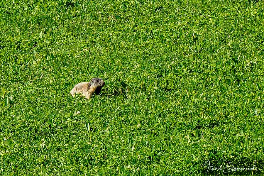 Viamala, Averstal, Murmeltier