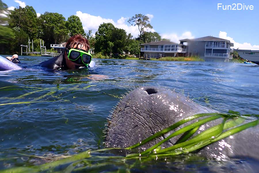 Crystal River, Florida, Schnorcheln mit Manatees