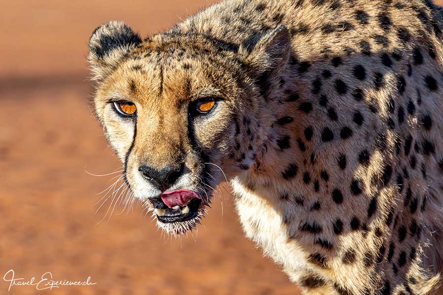 Gepard, Bagatelle Kalahari, Namibia