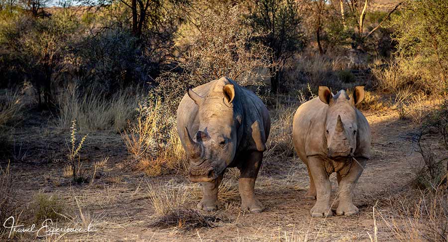 Namibia, GocheGanas, Nashörner