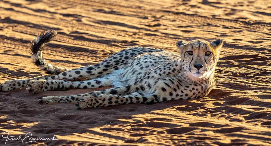 Namibia, Gepard, Bagatelle Kalahari