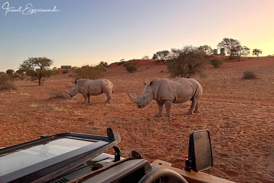 Namibia, Bagatelle Kalahari Gamedrive, Nashörner