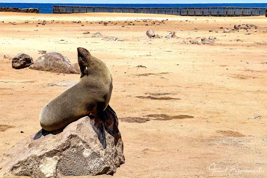 Namibia, Cape Cross, Robbenreservat, Seebär
