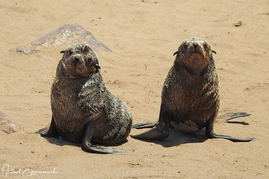 Namibia, Cape Cross, Robbenreservat, zwei junge Seebären