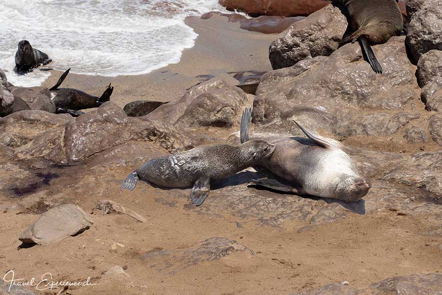 Namibia, Cape Cross, Robbenreservat, Seebärin beim Säugen des jungen.
