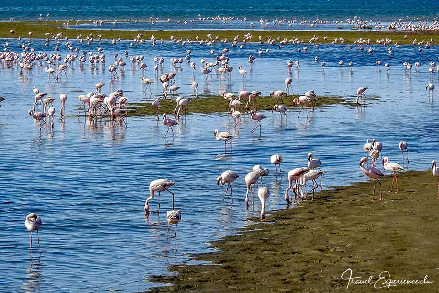 Namibia, Walvis Bay, Flamingos