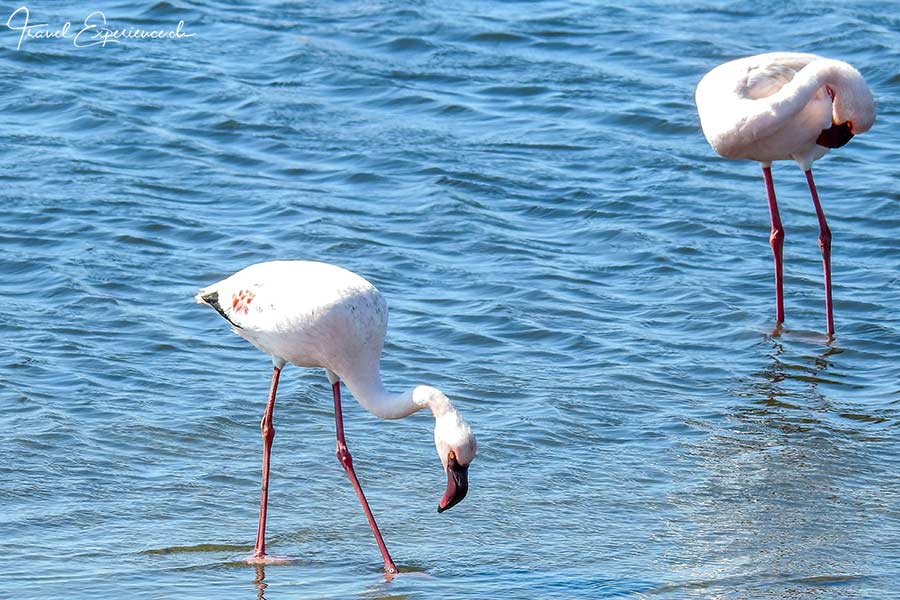 Namibia, Walvis Bay, zwei Flamingos