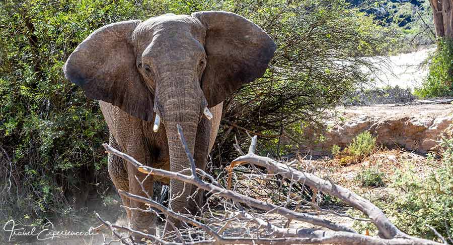 Namibia, Twyfelfontein, Huab, Wüstenelefant