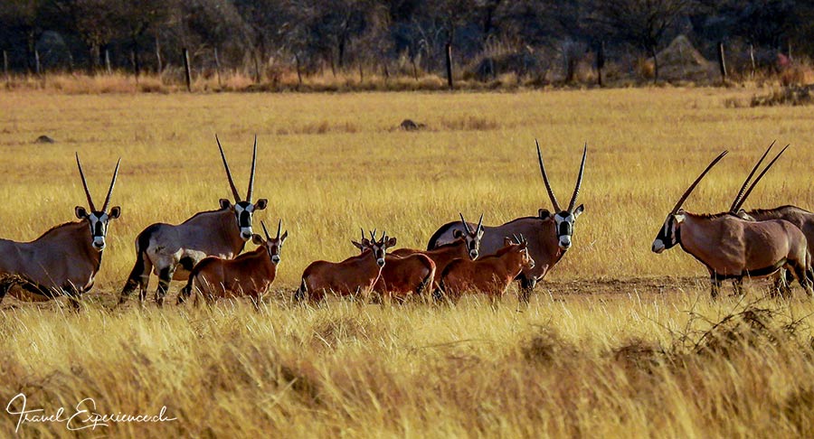 Namibia, Waterberg Farm, Oryx