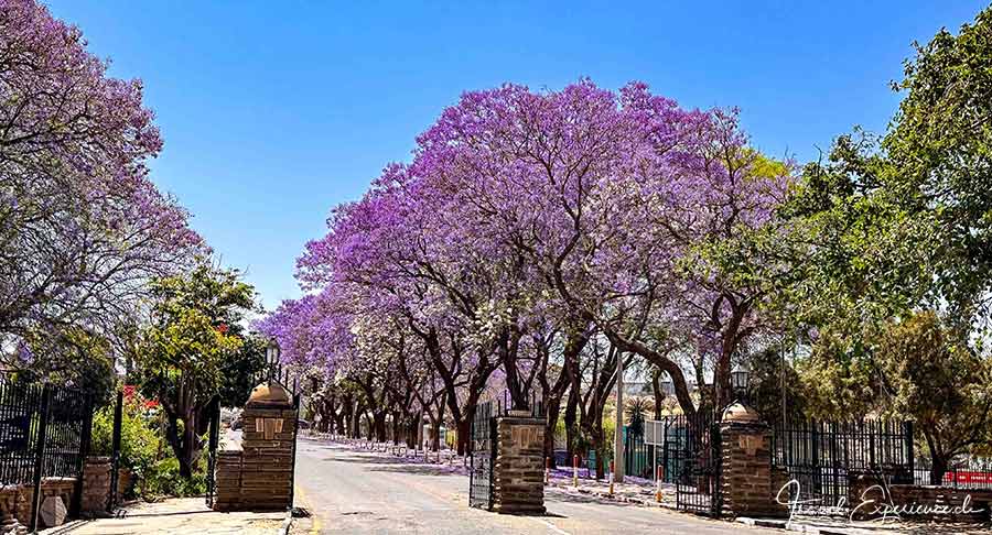 Namibia, Windhoek, Jacarandablüte