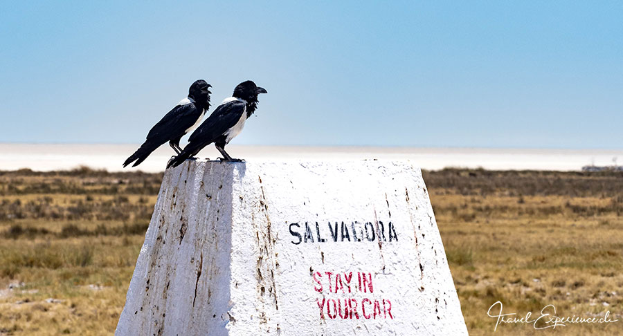 Namibia, Etosha Nationalpark, Schildraben