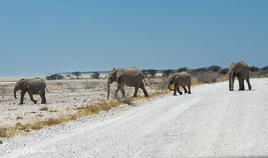 Namibia, Etosha Nationalpark, Elefanten queren die Strasse