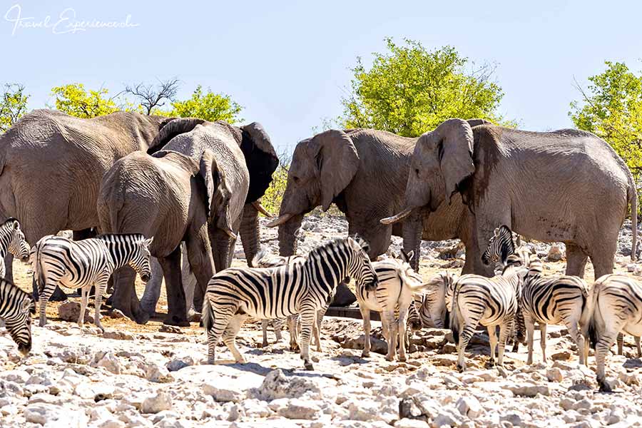 Namibia, Etosha Nationalpark, Elefanten, Zebras, Wasserloch