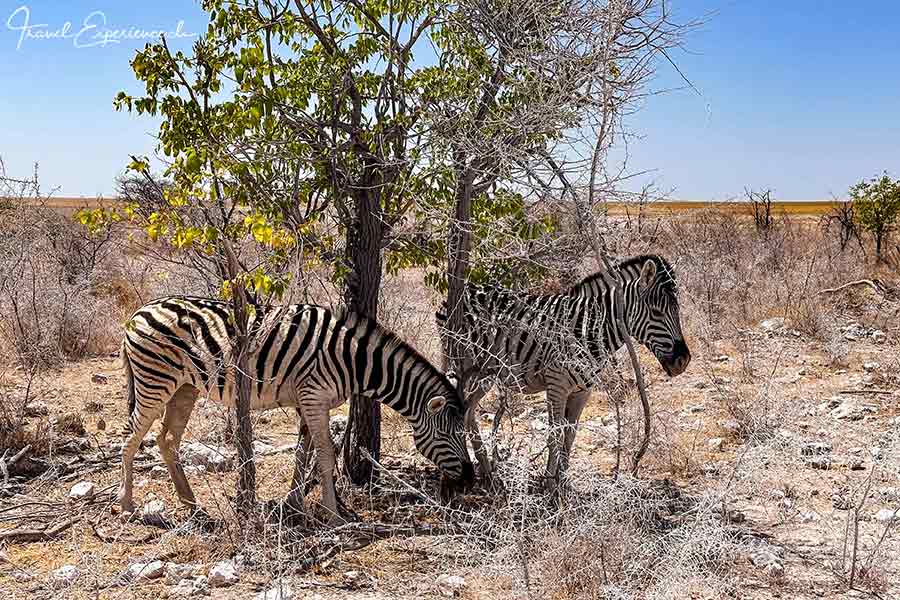 Namibia, Etosha Nationalpark, Zebramuter, junges Zebra