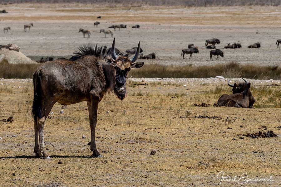 Namibia, Etosha Nationalpark, Gnus