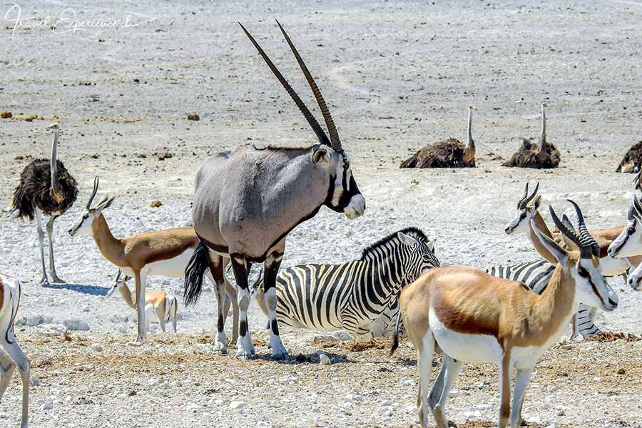 Namibia, Etosha Nationalpark, Oryx, Zebra, Springböcke, Strausse
