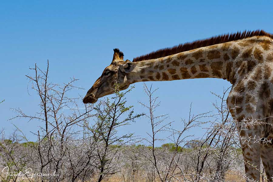 Namibia, Etosha Nationalpark, Giraffe, Akazie