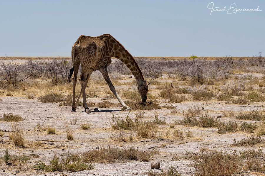 Namibia, Etosha Nationalpark, Giraffe
