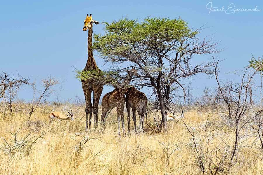 Namibia, Etosha Nationalpark, Giraffenmutter mit Zwillingen