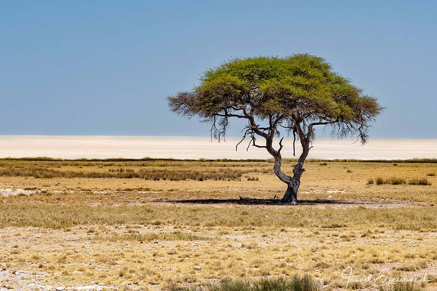 Namibia, Etosha Nationalpark, Etosha-Salzpfanne, Akazie