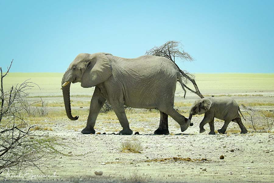 Namibia, Etosha Nationalpark, Elefanten
