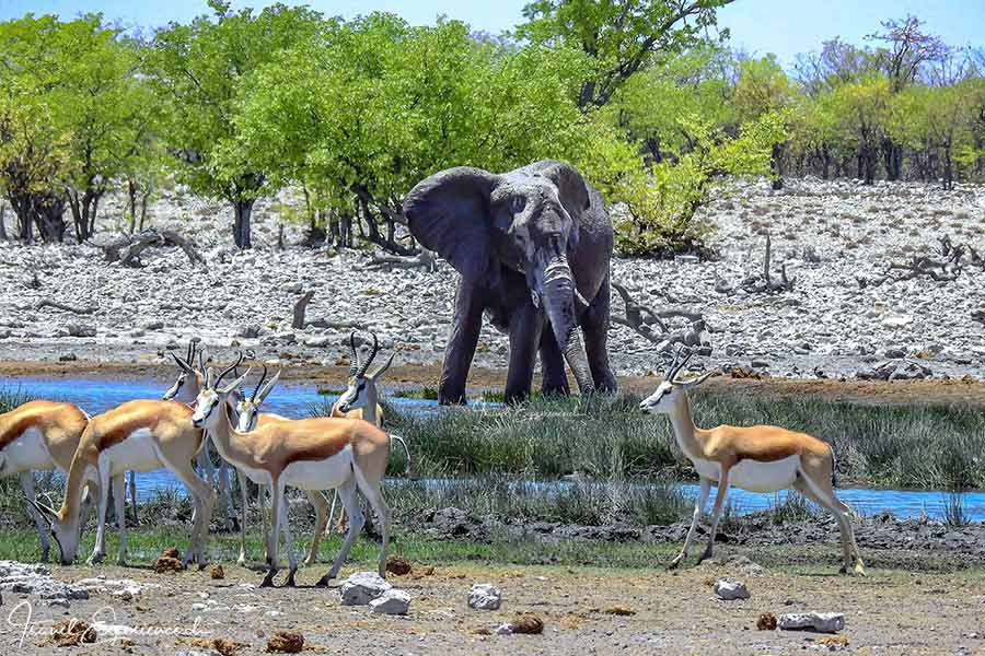 Namibia, Etosha Nationalpark, Elefant am Wasserloch. Springböcke